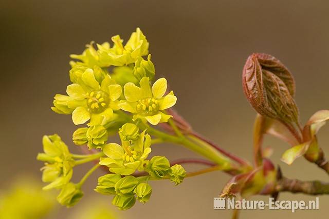 Noorse esdoorn, uitlopende knop en bloemen, NHD Castricum 1 160411