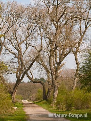 Schelpenpad met bomen, NPZk1 150411