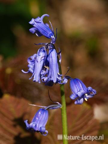 Boshyacint, blauwe bloemen, bruin esdoornblad, Wildrijk 1, 260411