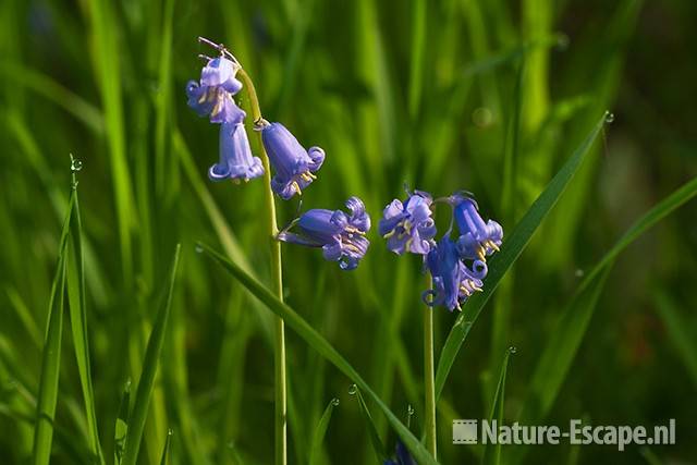 Boshyacint, blauwe bloemen, Wildrijk 1, 260411