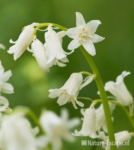 Boshyacint, witte bloemen, NHD Bakkum 1 270411