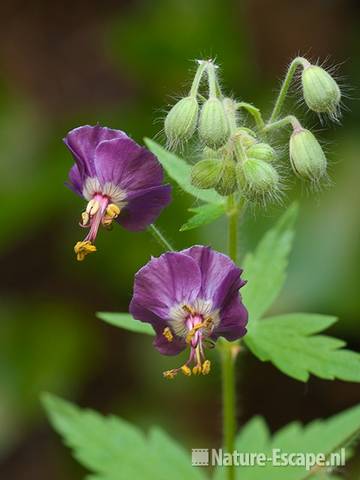 Donkere ooievaarsbek, detail bloemen en bloemknoppen, tB1 290411