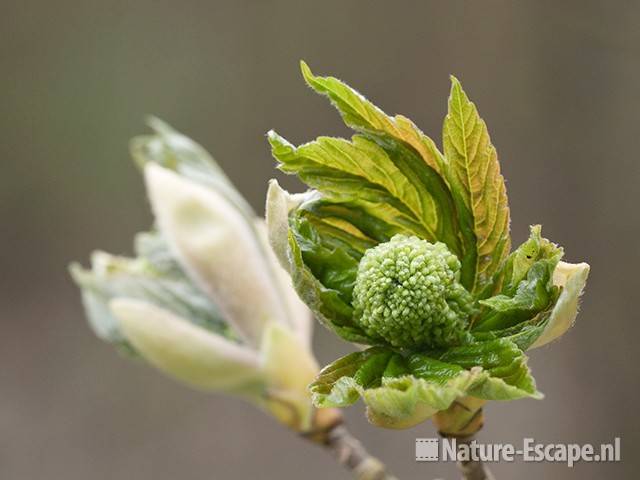 Gewone esdoorn, uitlopende knoppen en bloemknoppen. HND Heemskerk 2 160411