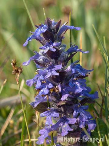 Kruipend zenegroen, bloei, bloemen, AWD1 300411