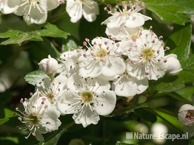 Meidoorn, bloei, bloemen, NHD Castricum 2 050511