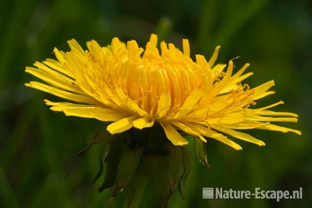 Paardenbloem, detail bloem, Spw3 230411