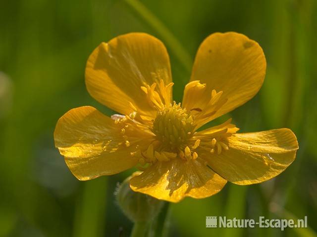 Scherpe boterbloem, detail bloem, Zwmp1 050511