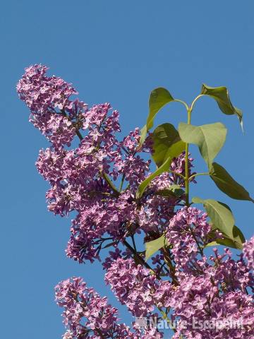 Sering, bloei, bloemen, NHD Castricum 3 030511