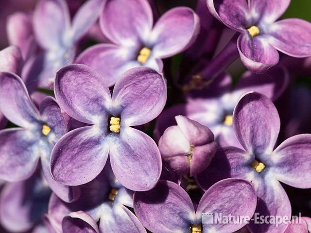 Sering, detail bloemen, NHD Castricum 1 030511