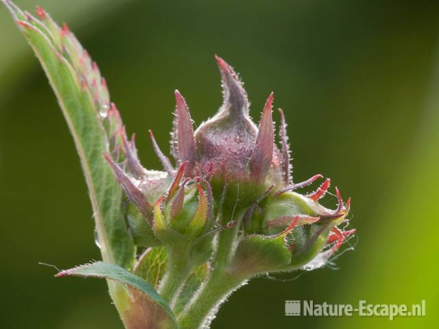 Wateraardbei, bloemknoppen, tB1 100511