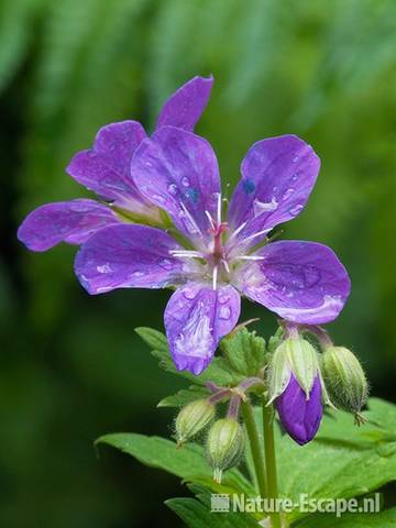 Bosooivaarsbek, verregende bloemen, tB1 100511