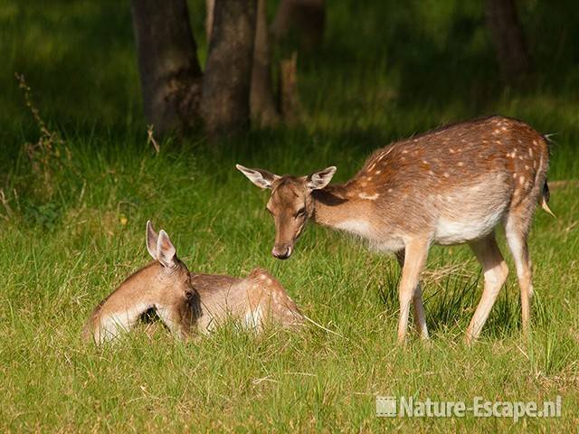 Damherten, AWD1 240511