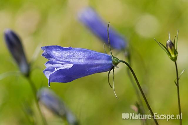 Grasklokje, openende bloem en bloemknoppen, tB1 190511