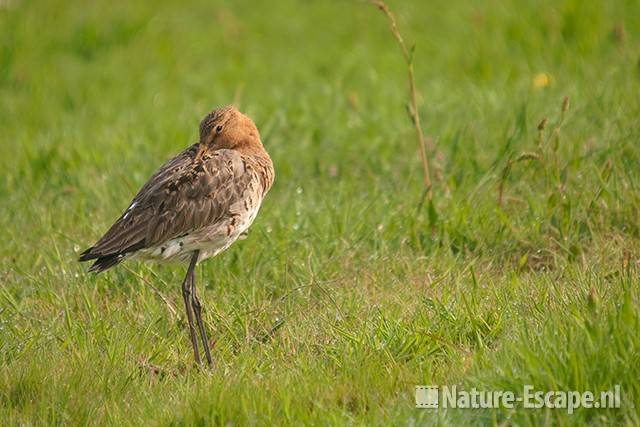 Grutto, rustend, snavel tussen de veren, Hempolder 1 220411