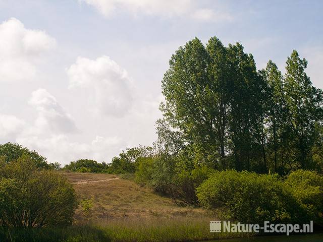 Populieren, in duinlandschap, AWD1 240511 