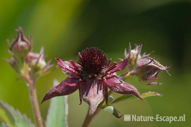 Wateraardbei, detail bloem, tB4 190511