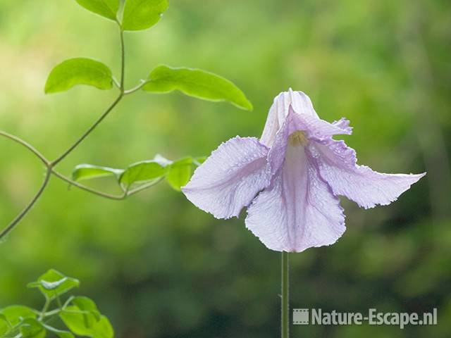 Clematis viticella 'Betty Corning', detail bloem, tB2 300511