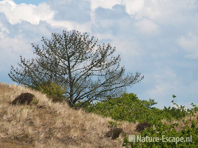 Den, dode boom op helling NHD Bergen 1 140611