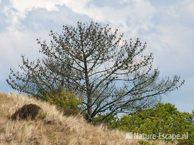 Den, dode boom op helling NHD Bergen 3 140611