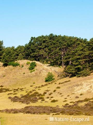 Duinlandschap, glooiend, met dennen en heide, SBB Schoorl 2 140611