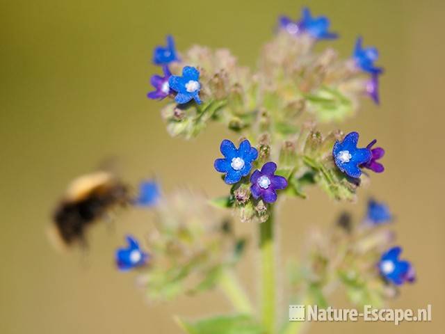 Gewone ossentong, bloemen, bloei, met hommel, NHD WaZ1 040611