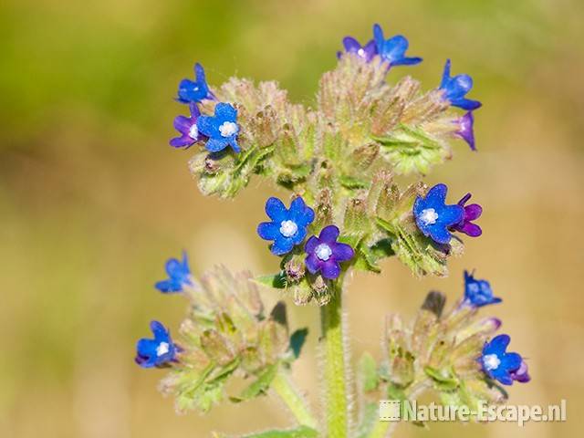 Gewone ossentong, bloemen, bloei, NHD WaZ1 040611