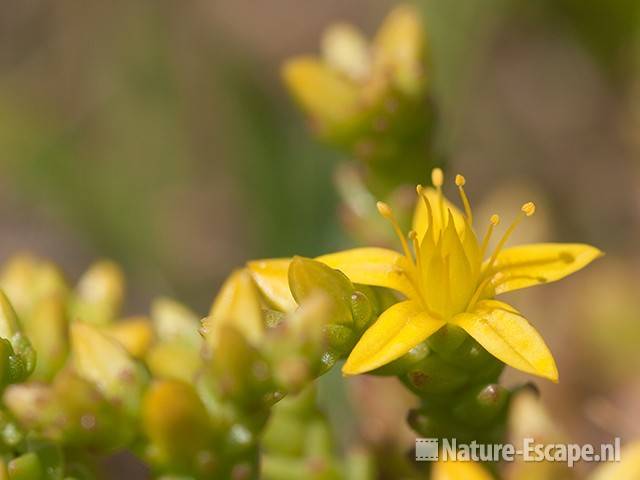 Muurpeper, detail bloem, SBB Schoorl 1 140611