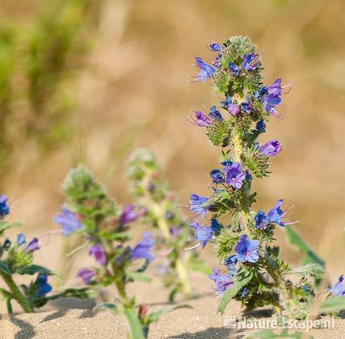 Slangenkruid, bloemen, NHD WaZ1 040611