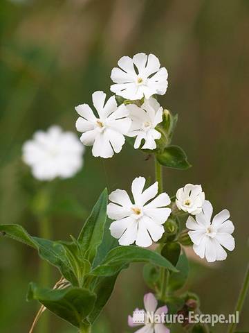 Avondkoekoeksbloem, bloemen, bloei, NHD Castricum 1 050711