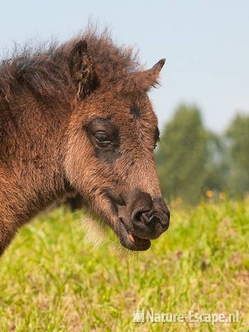 Shetland, pony, veulen, detail hoofd , Aagtendijk 1 040711