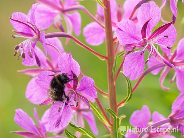 Wilgenroosje, bloem met hommel, Zww1 220611