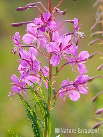 Wilgenroosje, bloemen, Zww1 220611