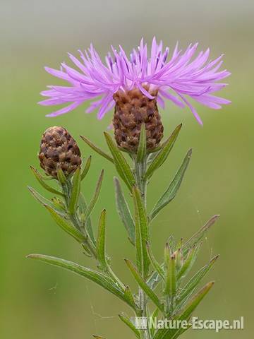 Zwart knoopkruid, bloem en bloemknop, Zwmp1 150611