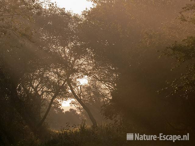 Bospad, met kruisende bomen in tegenlicht, NHD Castricum 3 300911