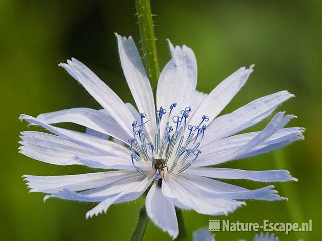 Cichorei, bloem, Assendelft 1 220811