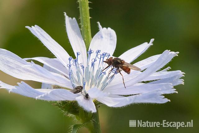 Cichorei, bloem met insecten, Assendelft 1 220811