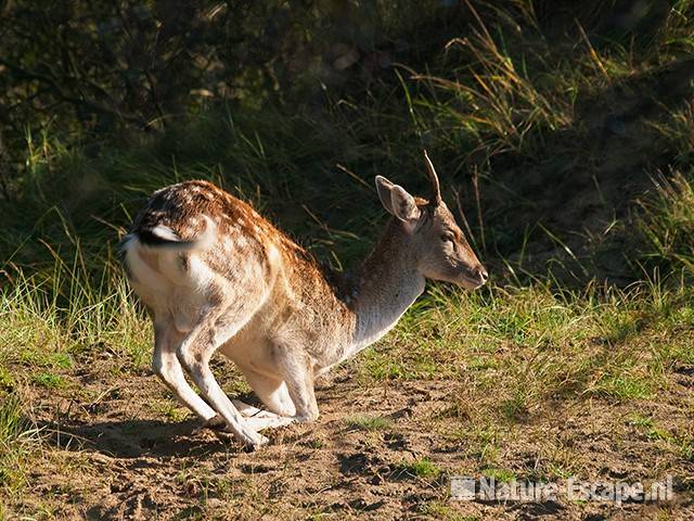 Damhert, jonge bok, knielend, AWD1 131011