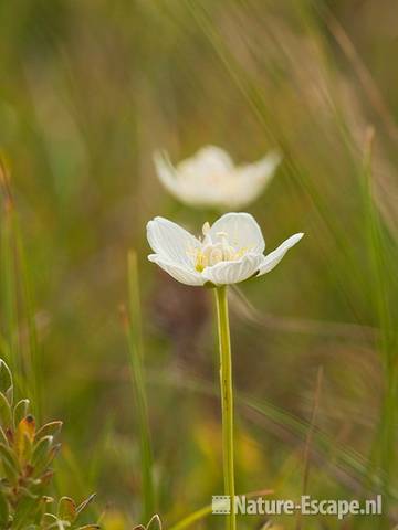 Parnassia, bloem, NHD Egmond 1 200811