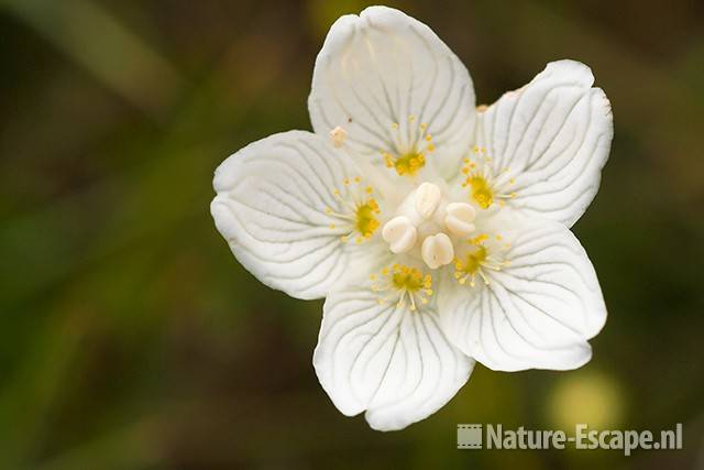 Parnassia, detail bloem, NHD Egmond 1 200811