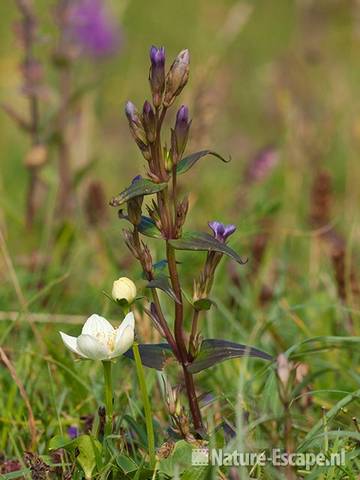 Parnassia en slanke gentiaan, bloei, NPZK1 220811