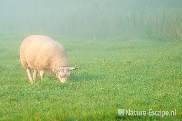 Schaap grazend in de mist, fietspad langs golfbaan Heemskerk 1 011011