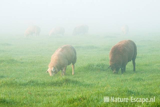 Schapen, grazend in de mist, fietspad langs golfbaan Heemskerk 1 011011