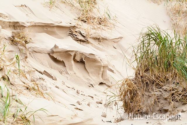 Zand, erosie, duinen, de Kerf SBB Schoorl 1 100911