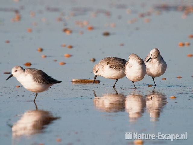 Drieteenstrandlopers, strand Heemskerk 13 041111