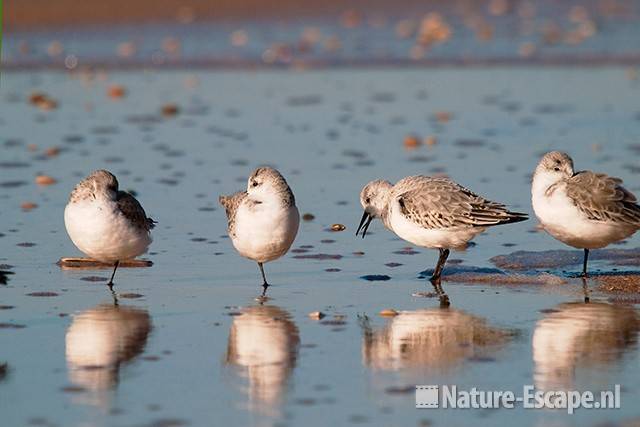 Drieteenstrandlopers, strand Heemskerk 2 041111