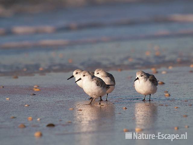 Drieteenstrandlopers, strand Heemskerk 4 041111