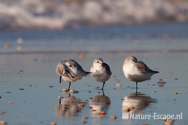 Drieteenstrandlopers, strand Heemskerk 6 041111