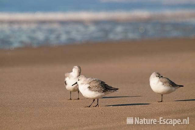 Drieteenstrandlopers, strand Heemskerk 7 041111