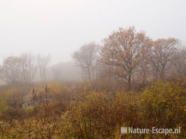 Landschap, moeras, in mist, Zwanenwater 2 101111