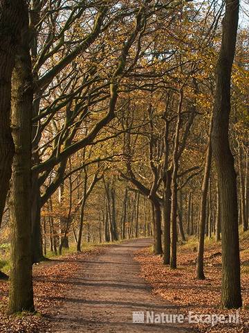 Wandelpad, bij Panneland, AWD2 121111